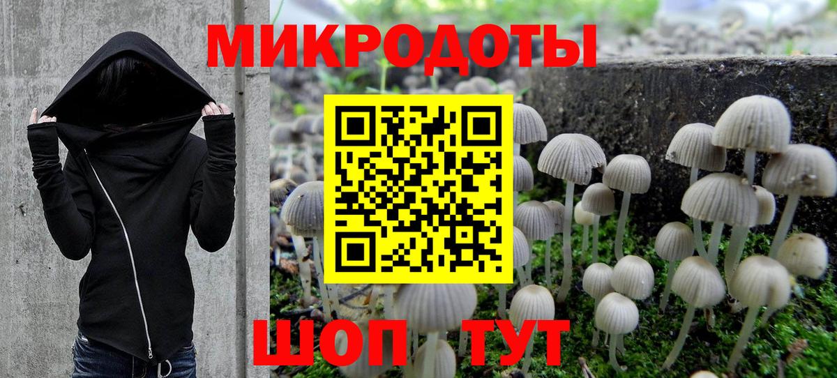 Псилоцибиновые грибы Psilocybine cubensis Балтийск